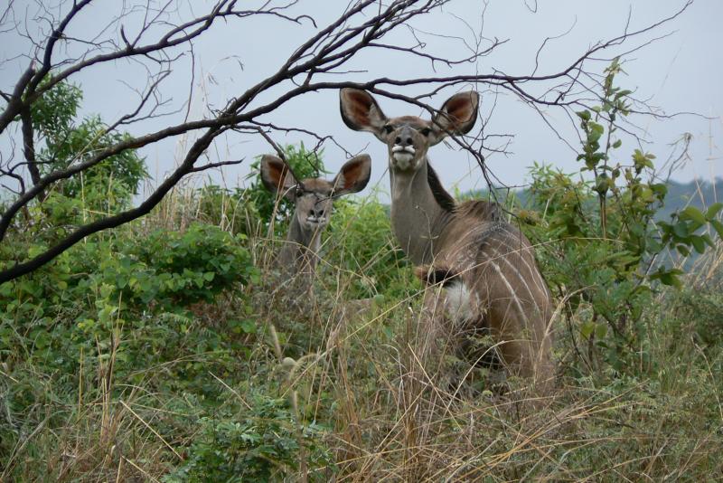 28 REGIONE DEL MPUMALANGA Parco Kruger